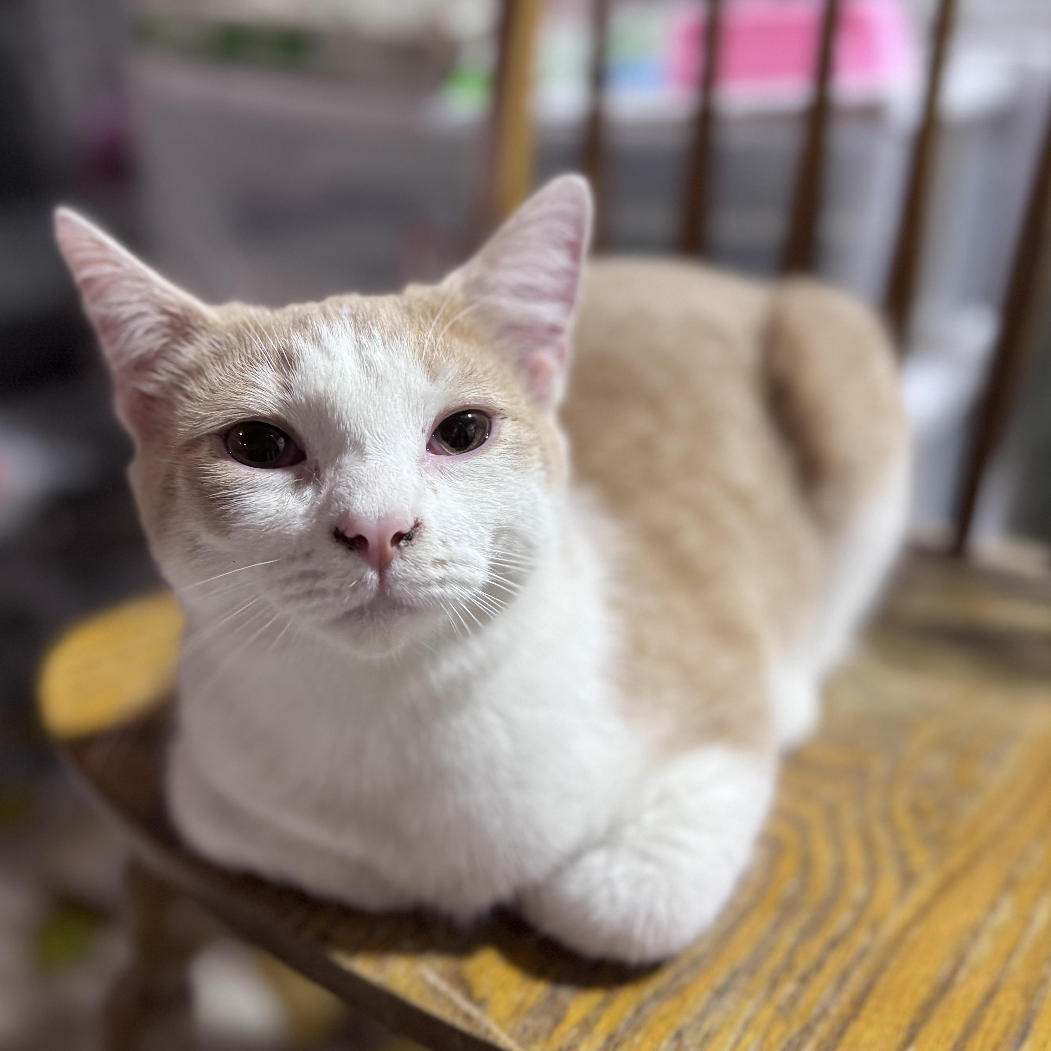 Enlarge Sammie, a Adoptable Domestic Short Hair in Rixeyville, VA image 3/5