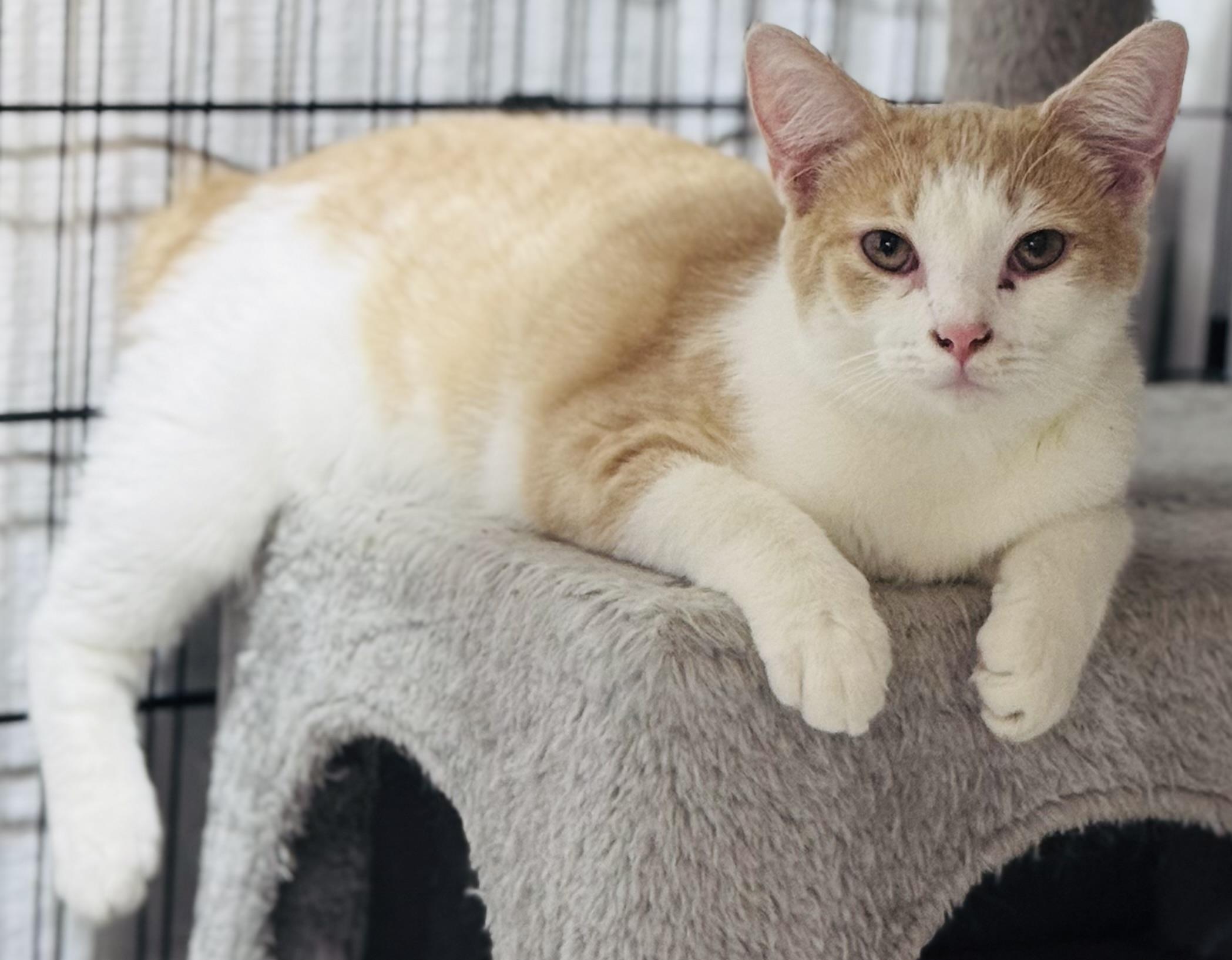 Enlarge Sammie, a Adoptable Domestic Short Hair in Rixeyville, VA image 4/5