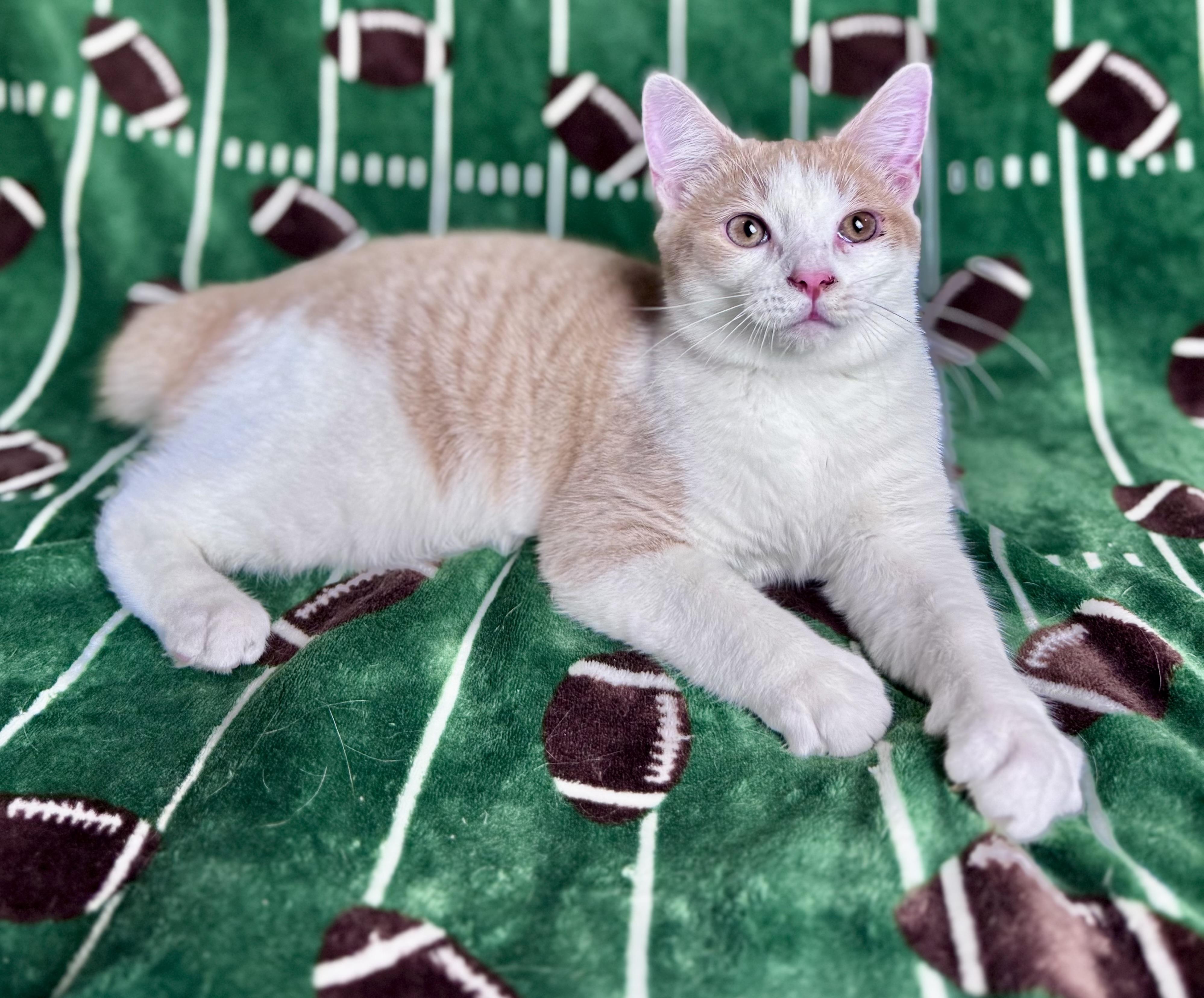 Enlarge Sammie, a Adoptable Domestic Short Hair in Rixeyville, VA image 5/5