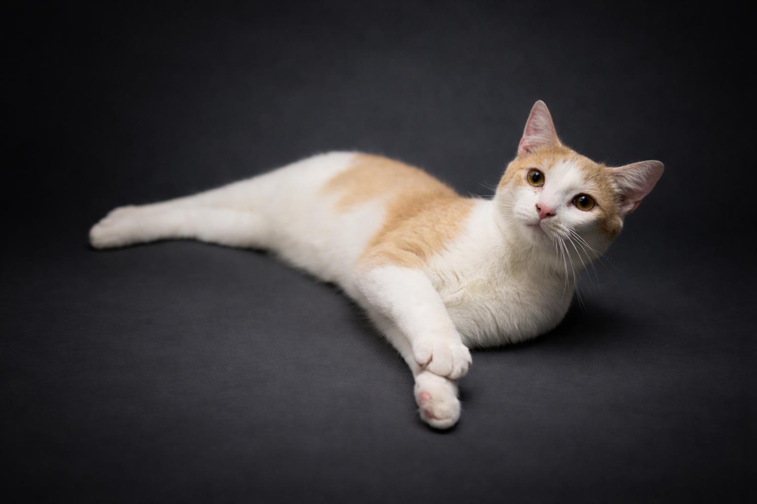 Enlarge Sammie, a Adoptable Domestic Short Hair in Rixeyville, VA image 2/4