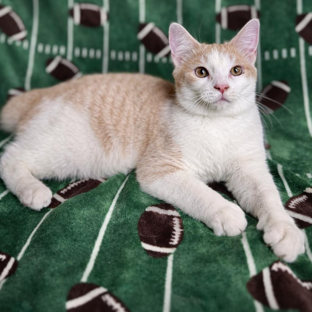 Enlarge Sammie, a Adoptable Domestic Short Hair in Rixeyville, VA image 3/4