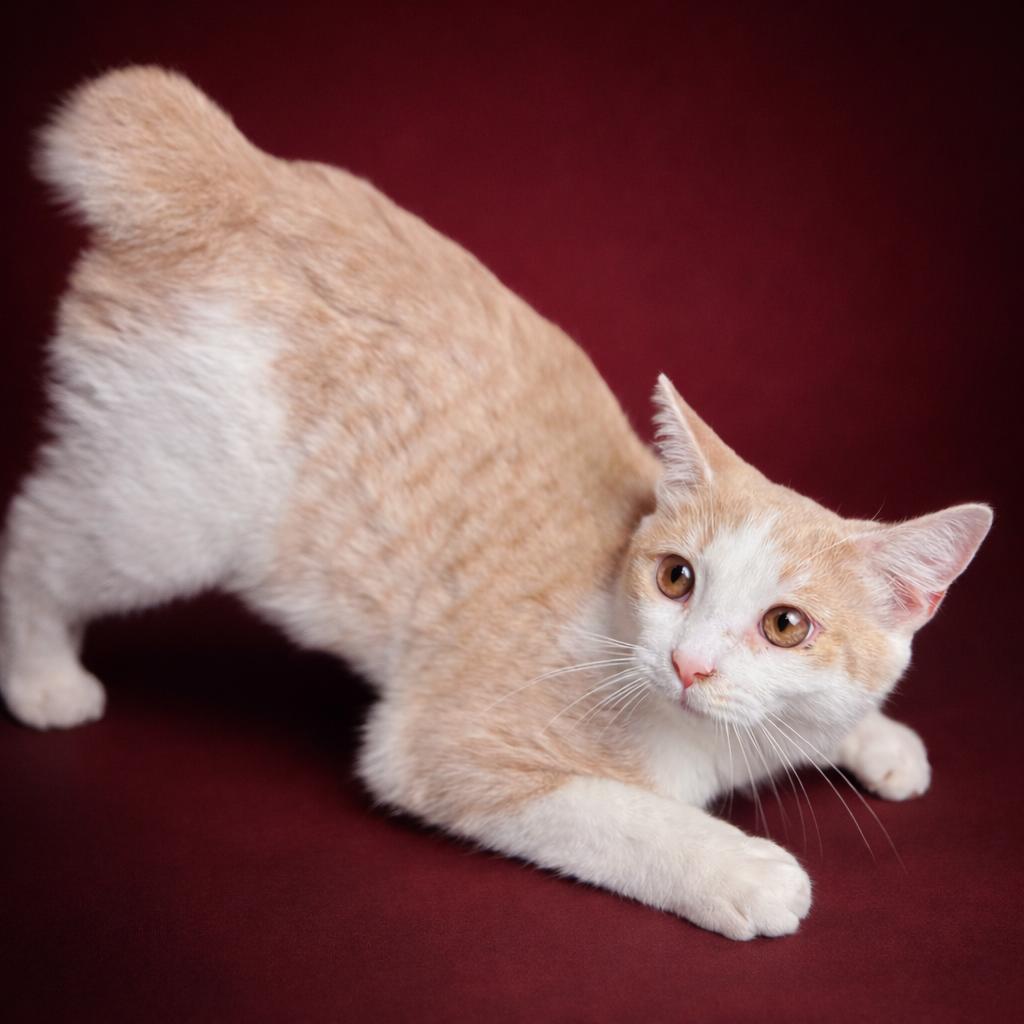 Enlarge Sammie, a Adoptable Domestic Short Hair in Rixeyville, VA image 4/4