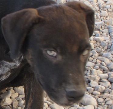 Boe, a Adoptable mixed breed in Pahrump, NV image 1/6