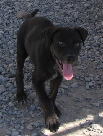 Boe, a Adoptable mixed breed in Pahrump, NV image 2/6