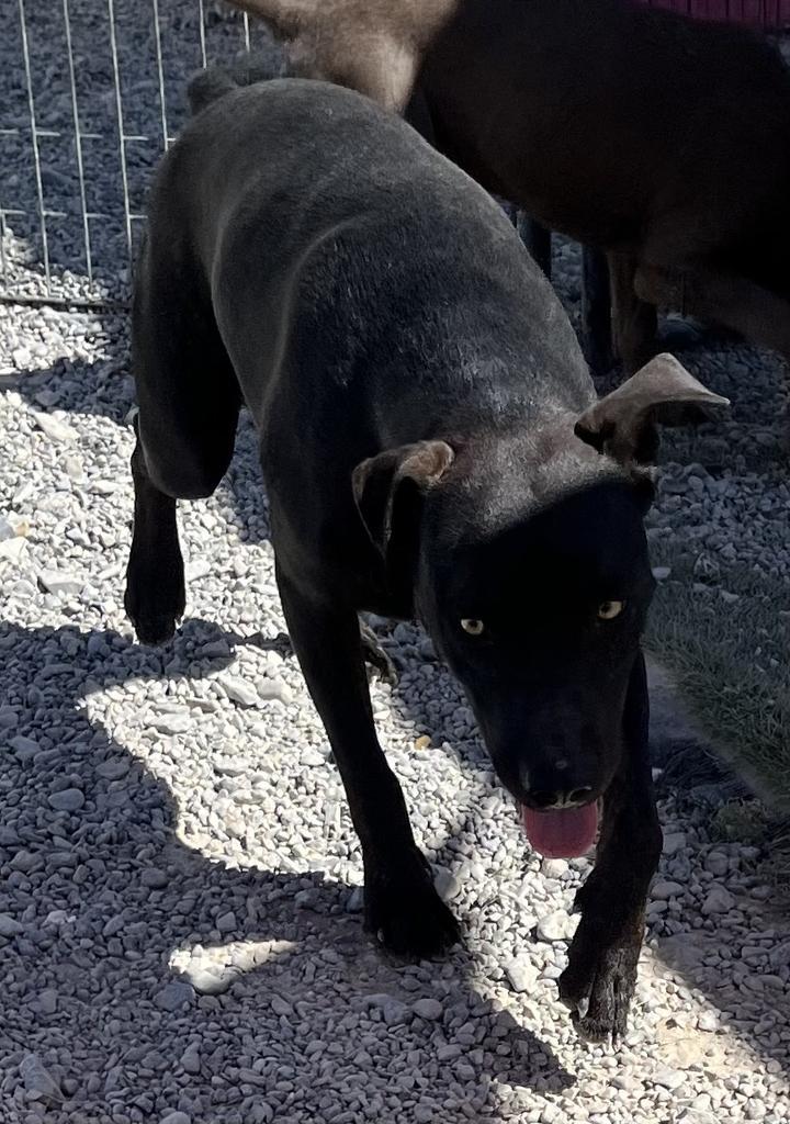 Enlarge Boe, a Adoptable mixed breed in Pahrump, NV image 3/6
