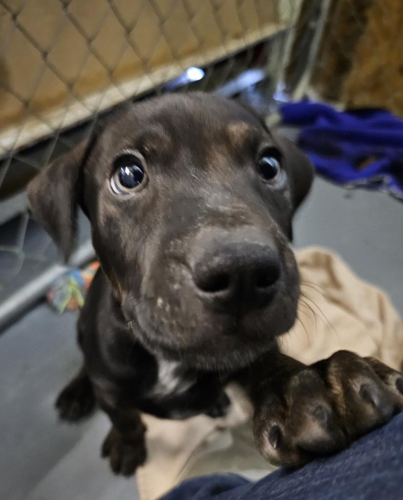 Boe, a Adoptable mixed breed in Pahrump, NV image 4/6