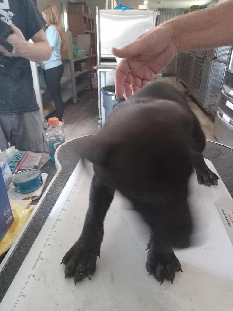 Boe, a Adoptable mixed breed in Pahrump, NV image 5/6