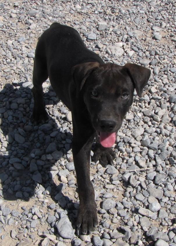 Boe, a Adoptable mixed breed in Pahrump, NV image 6/6