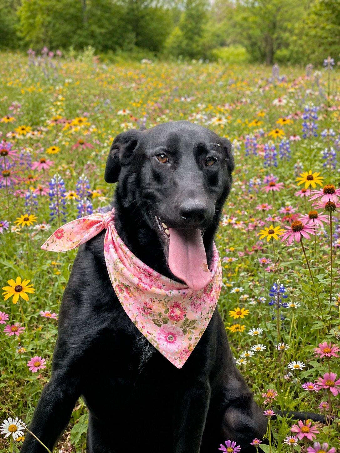 Rosey, an adoptable Black Labrador Retriever in Willington, CT image 1/5