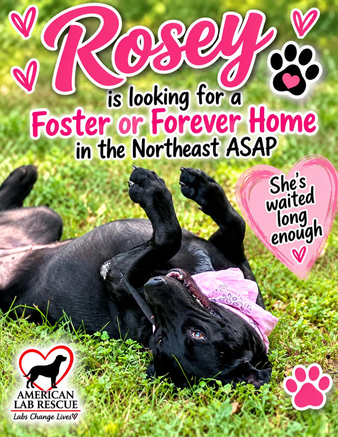 Rosey - Urgent Foster Needed, adoptable, Young Female Black Labrador Retriever.