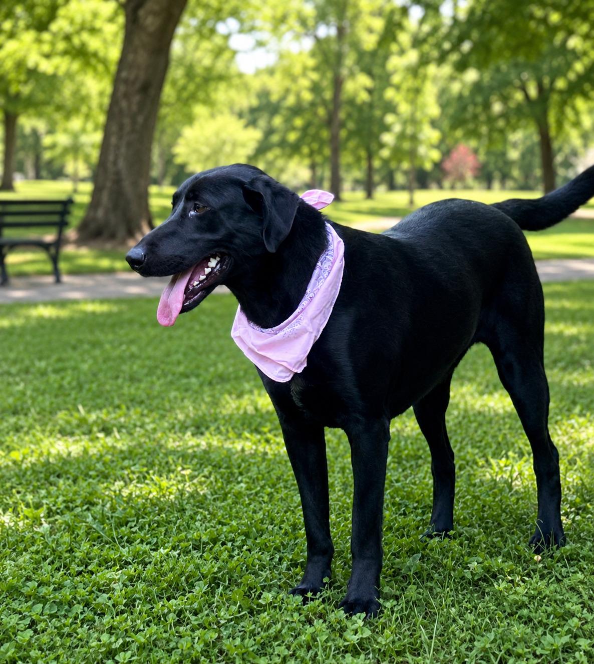 Enlarge Rosey - Urgent Foster Needed, an adoptable Black Labrador Retriever in Willington, CT image 2/6