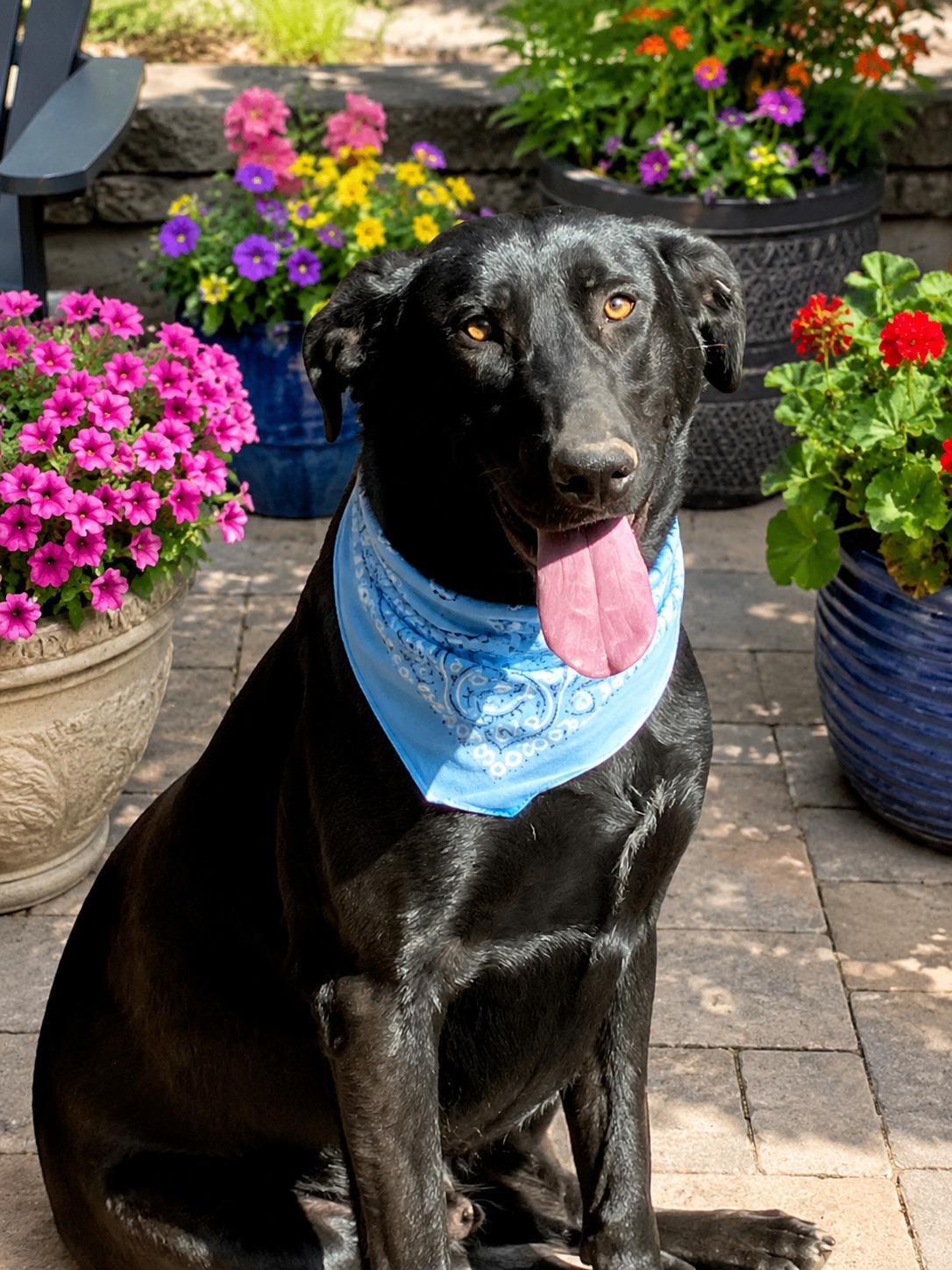 Enlarge Rosey - Foster Needed, an adoptable Black Labrador Retriever in Willington, CT image 3/6