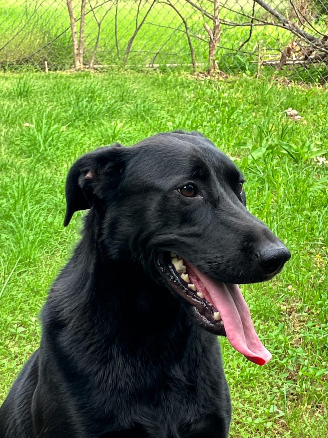 Rosey, an adoptable Black Labrador Retriever in Willington, CT image 4/5