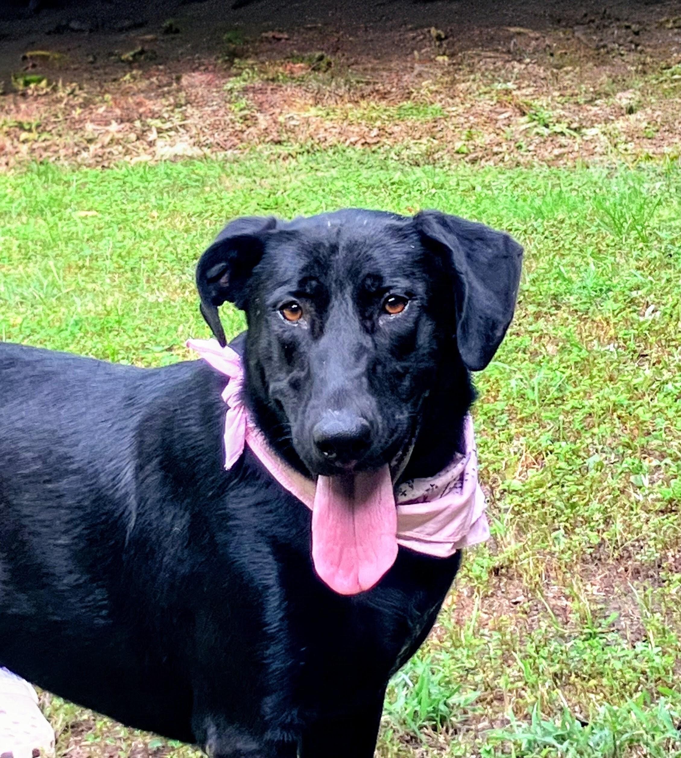 Enlarge Rosey - Urgent Foster Needed, an adoptable Black Labrador Retriever in Willington, CT image 3/6