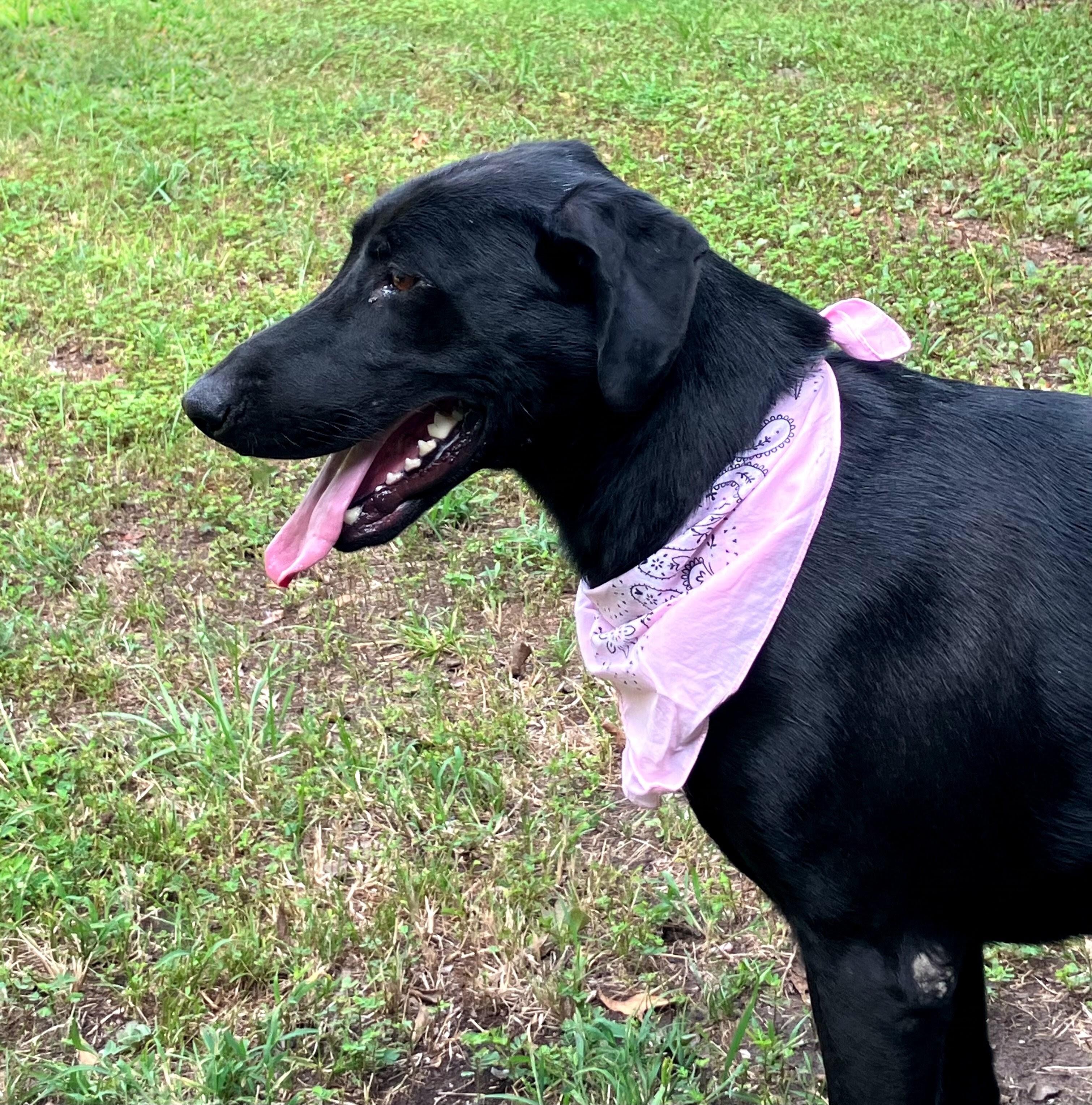Enlarge Rosey - Urgent Foster Needed, an adoptable Black Labrador Retriever in Willington, CT image 4/6