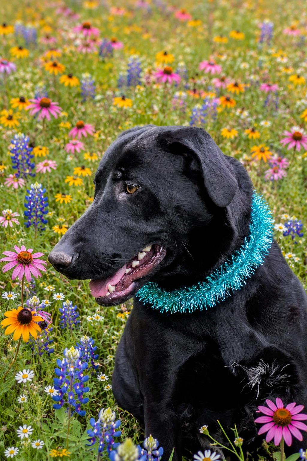 Enlarge Rosey - Foster Needed, an adoptable Black Labrador Retriever in Willington, CT image 4/6