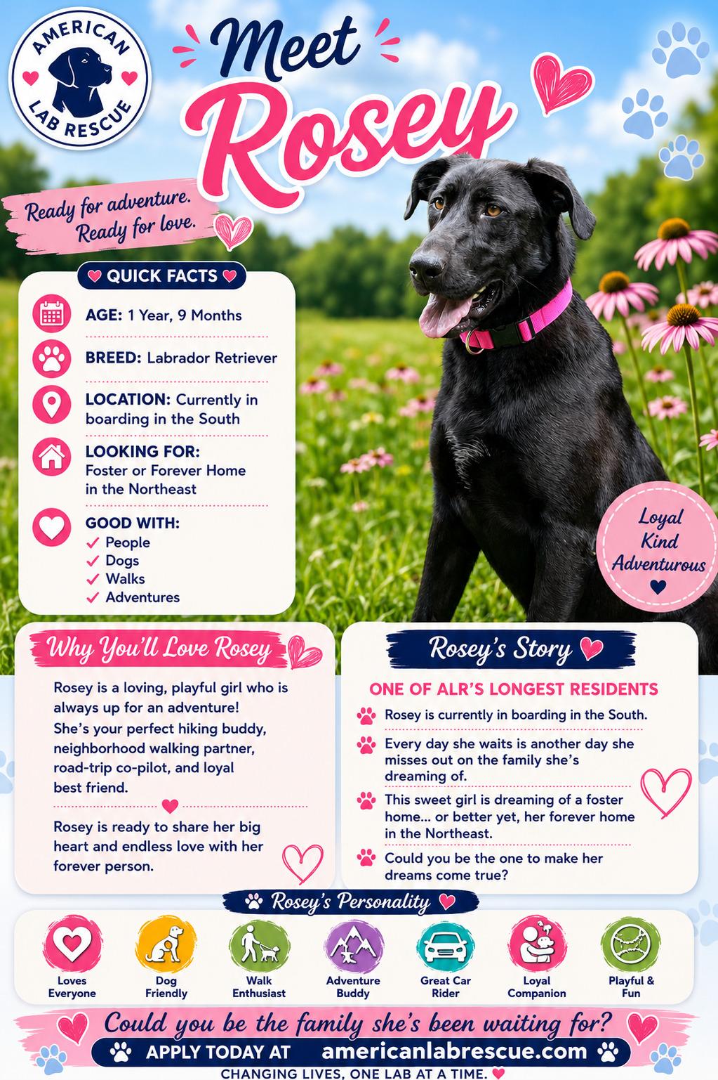 Enlarge Rosey - Foster Needed, an adoptable Black Labrador Retriever in Willington, CT image 2/6