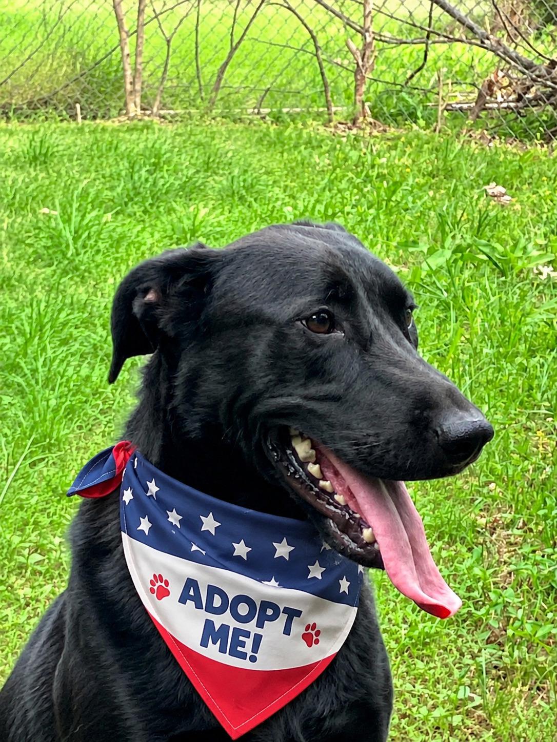 Enlarge Rosey - Foster Needed, an adoptable Black Labrador Retriever in Willington, CT image 5/6