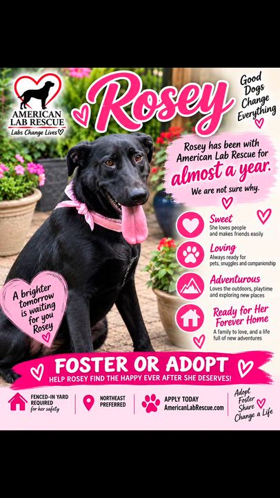 Enlarge Rosey - Urgent Foster Needed, an adoptable Black Labrador Retriever in Willington, CT video 6/6
