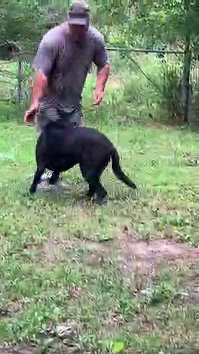 Enlarge Rosey, an adoptable Black Labrador Retriever in Willington, CT video 5/5