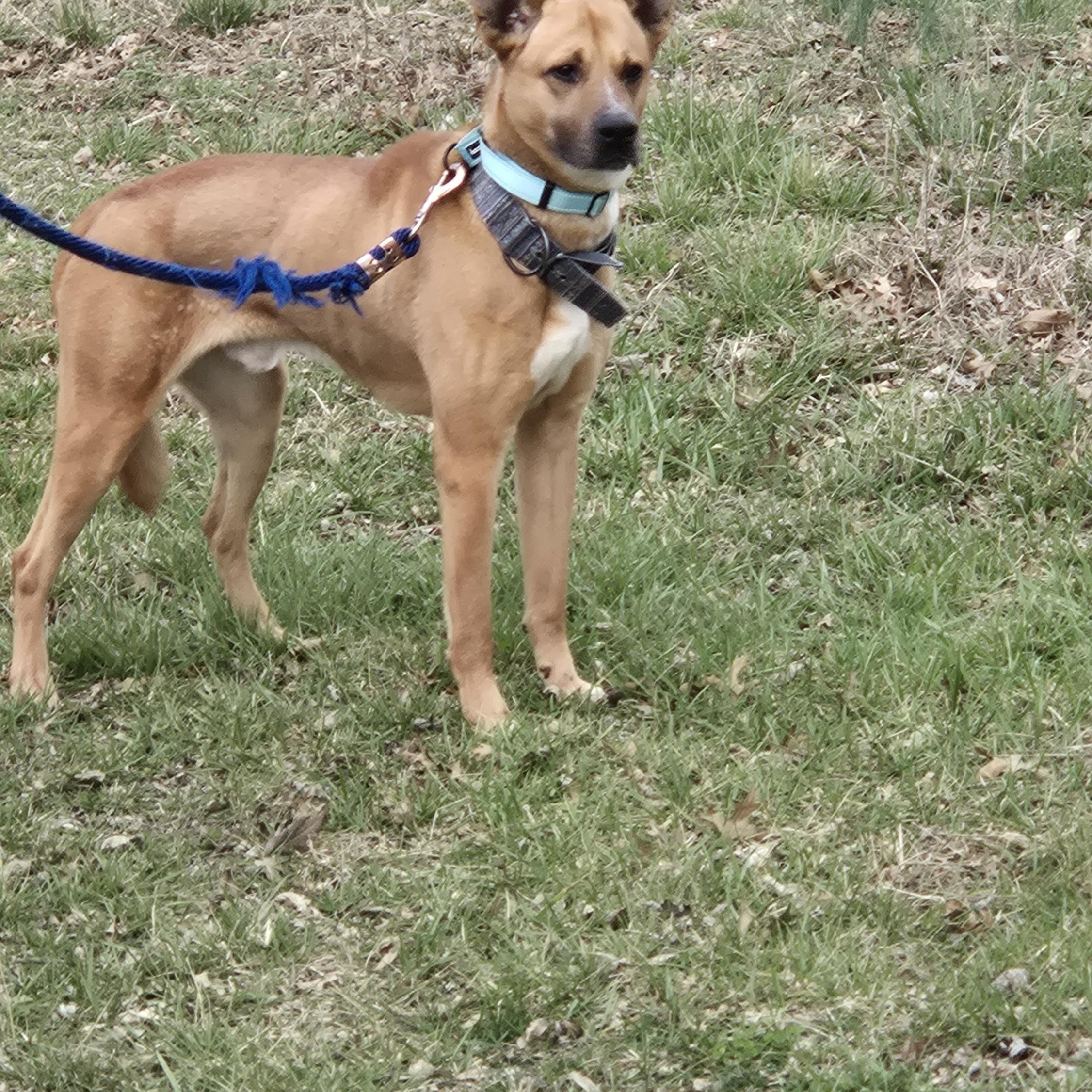 Enlarge Tucker - Courtesy Post, a ADOPTABLE mixed breed in Parkville, MO image 3/5