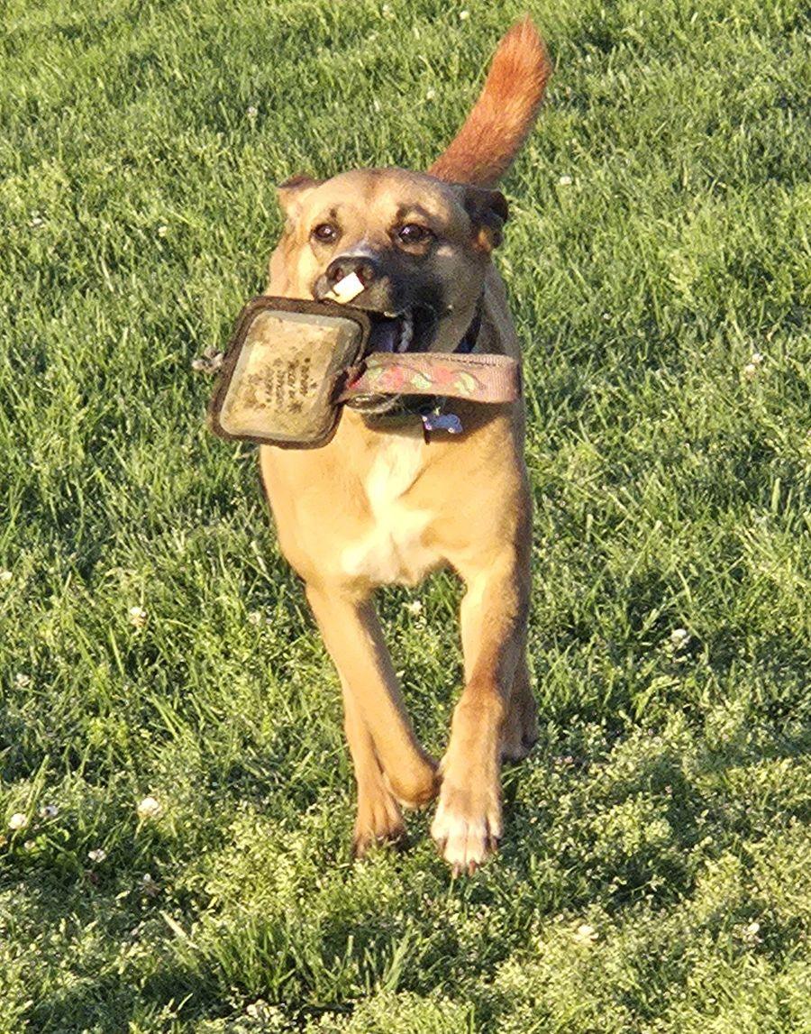 Enlarge Tucker - Courtesy Post, a ADOPTABLE mixed breed in Parkville, MO image 5/5