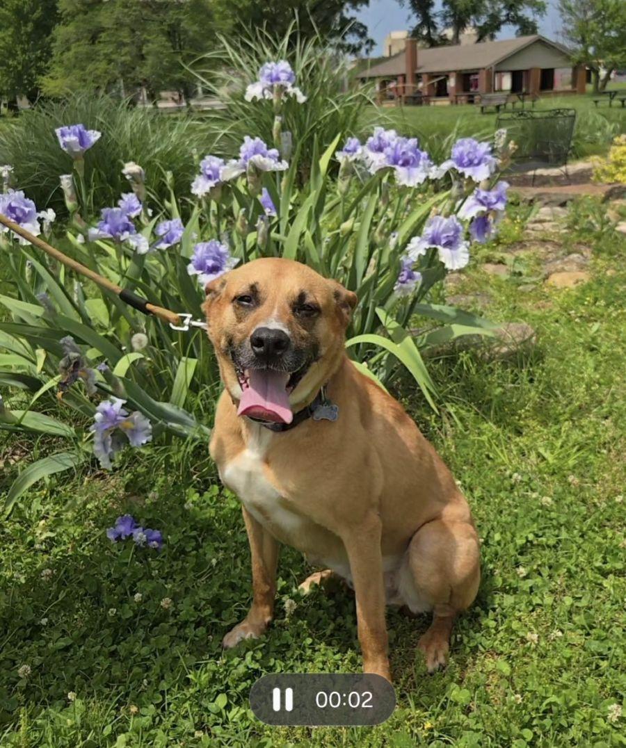 Tucker - Courtesy Post, ADOPTABLE, Adult Male Carolina Dog.