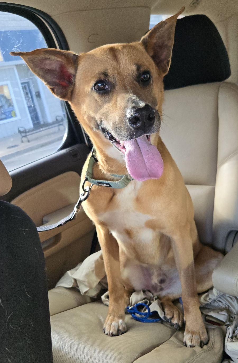 Enlarge Tucker - Courtesy Post, a ADOPTABLE mixed breed in Parkville, MO image 4/5