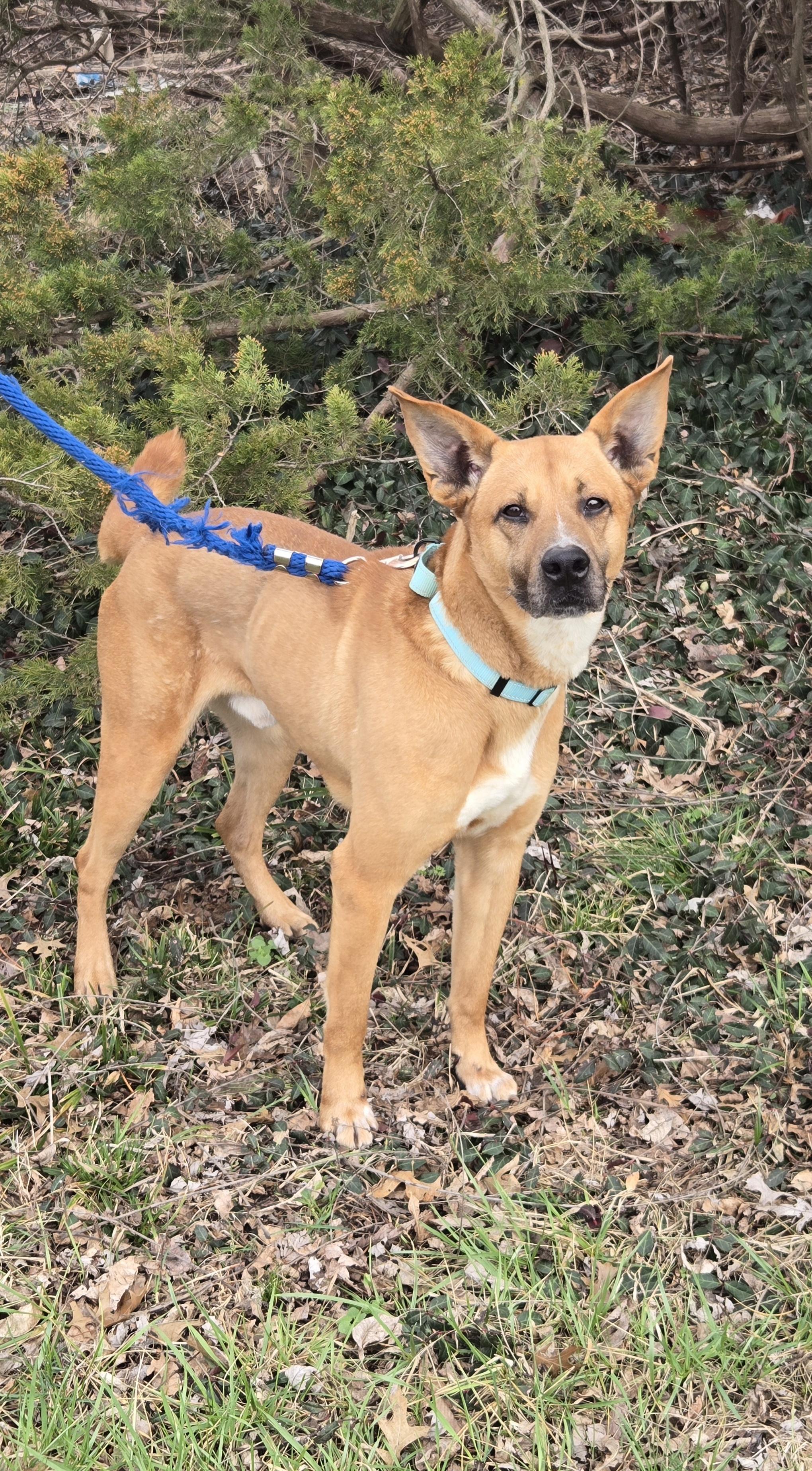 Enlarge Tucker - Courtesy Post, a ADOPTABLE mixed breed in Parkville, MO image 2/5