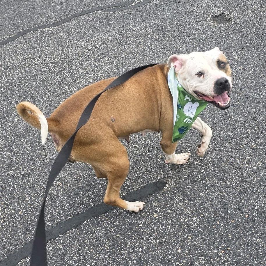 Serendipity, Adoptable, Adult Female Mixed Breed.