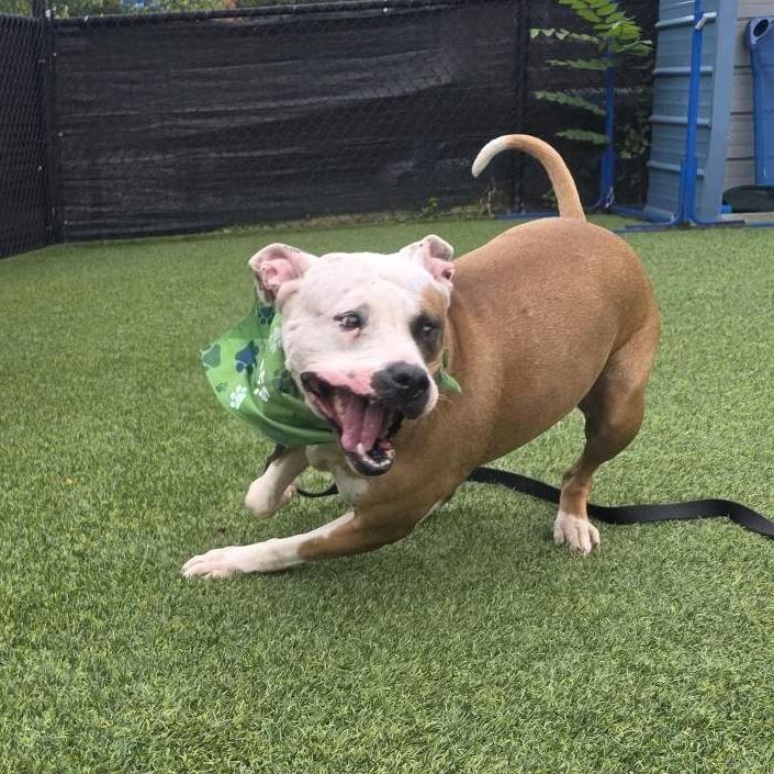 Enlarge Serendipity, a Adoptable Mixed Breed in Pittsburgh, PA image 2/6