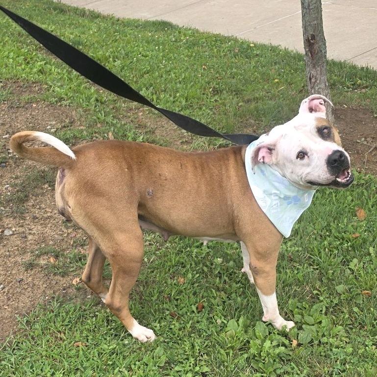 Enlarge Serendipity, a Adoptable Mixed Breed in Pittsburgh, PA image 3/6