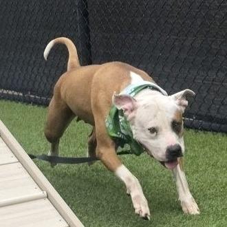 Enlarge Serendipity, a Adoptable Mixed Breed in Pittsburgh, PA image 4/6