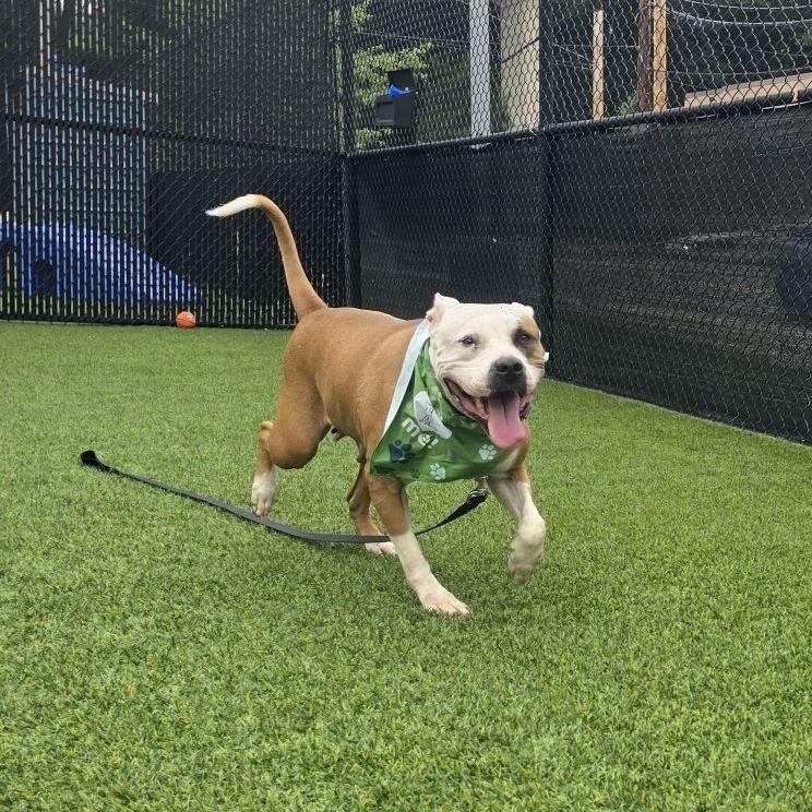Enlarge Serendipity, a Adoptable Mixed Breed in Pittsburgh, PA image 5/6