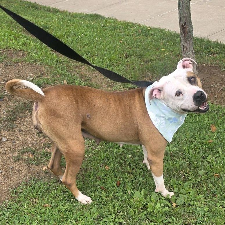Enlarge Serendipity, a Adoptable Mixed Breed in Pittsburgh, PA image 6/6