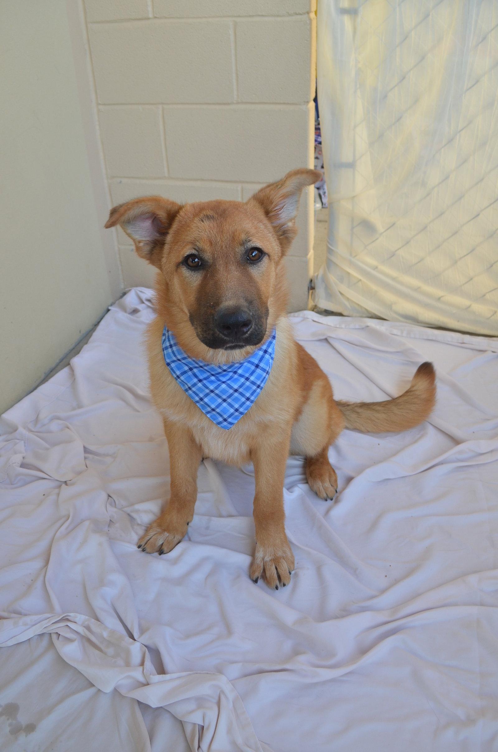 Enlarge Fonzie, a Adopted Shepherd in McKinney, TX image 1/3