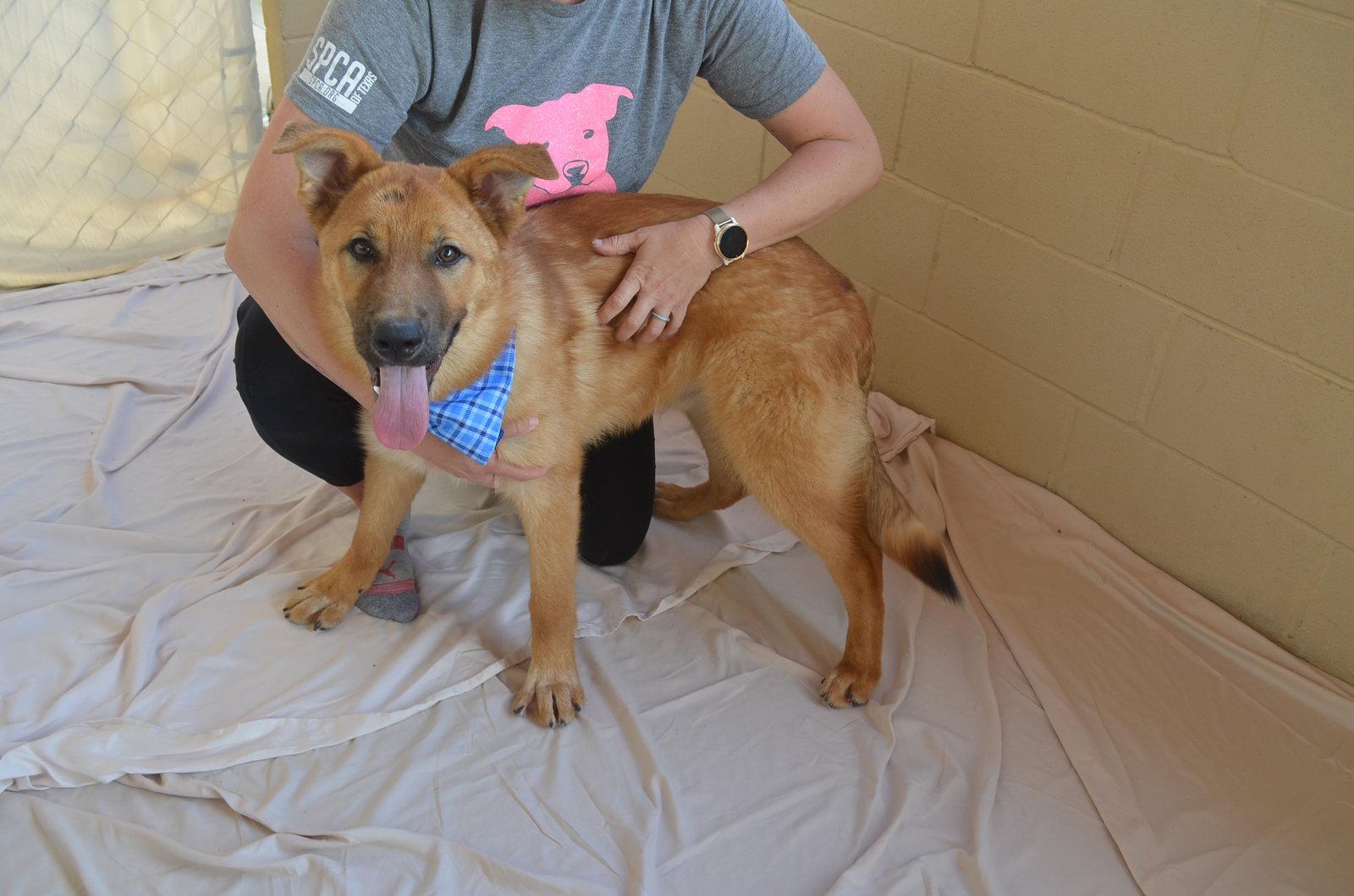 Enlarge Fonzie, a Adopted Shepherd in McKinney, TX image 2/3