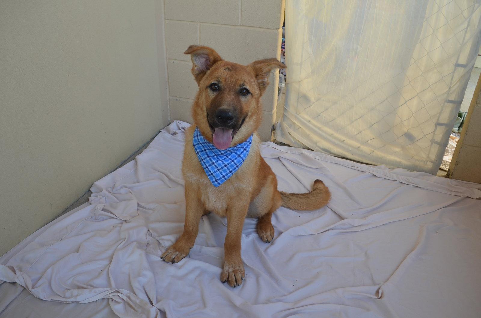 Enlarge Fonzie, a Adopted Shepherd in McKinney, TX image 3/3