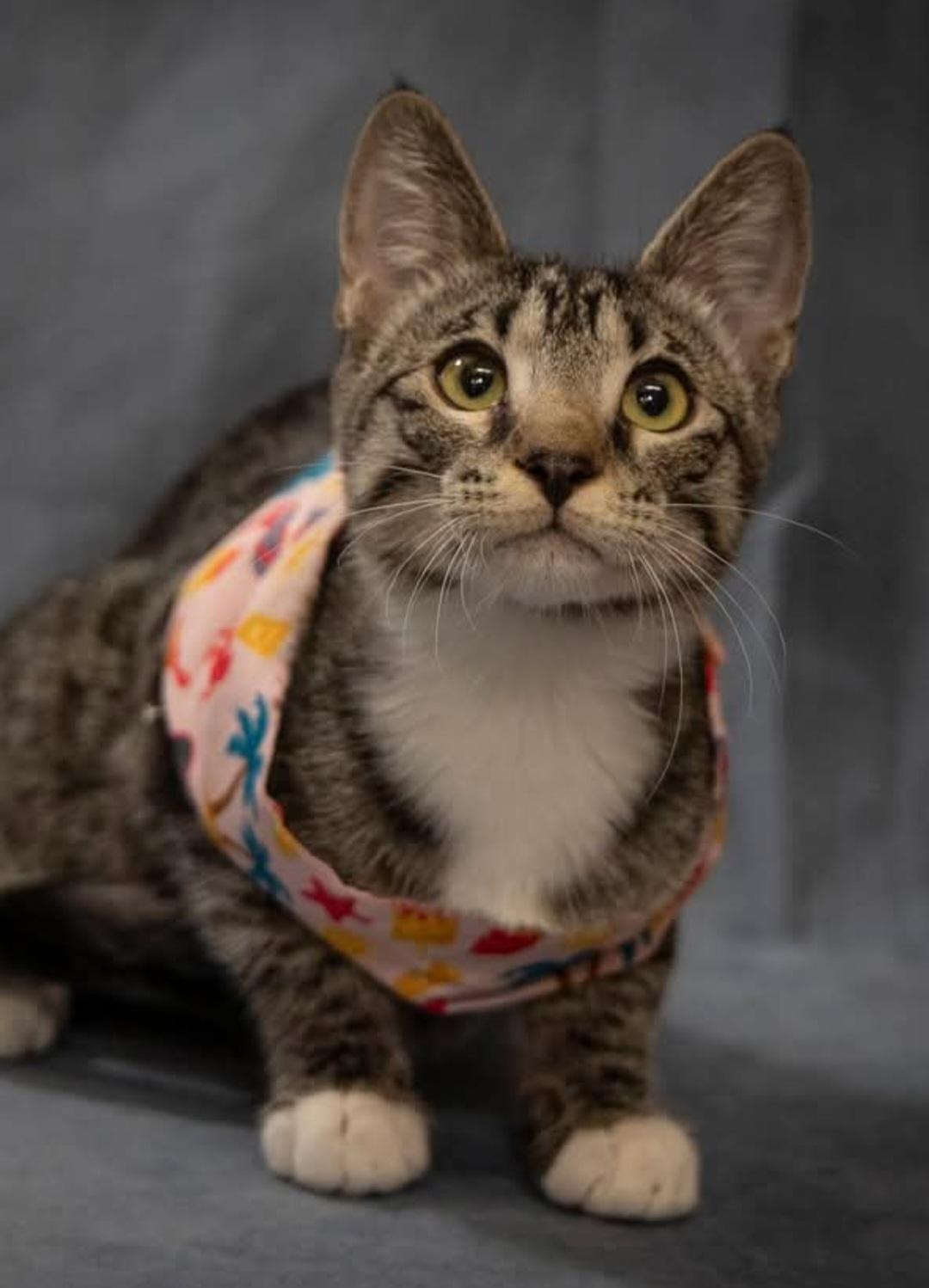 Enlarge Joule, a Adoptable Domestic Short Hair in SCOTTSDALE, AZ image 1/1