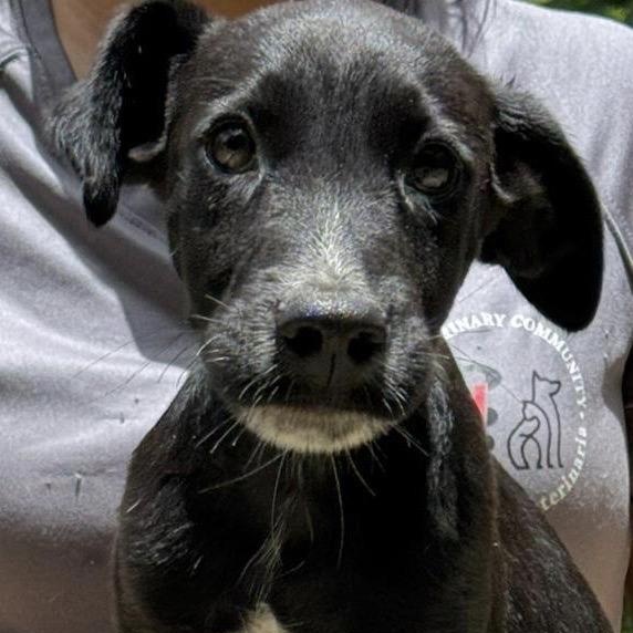 Archie, Young Male unknown