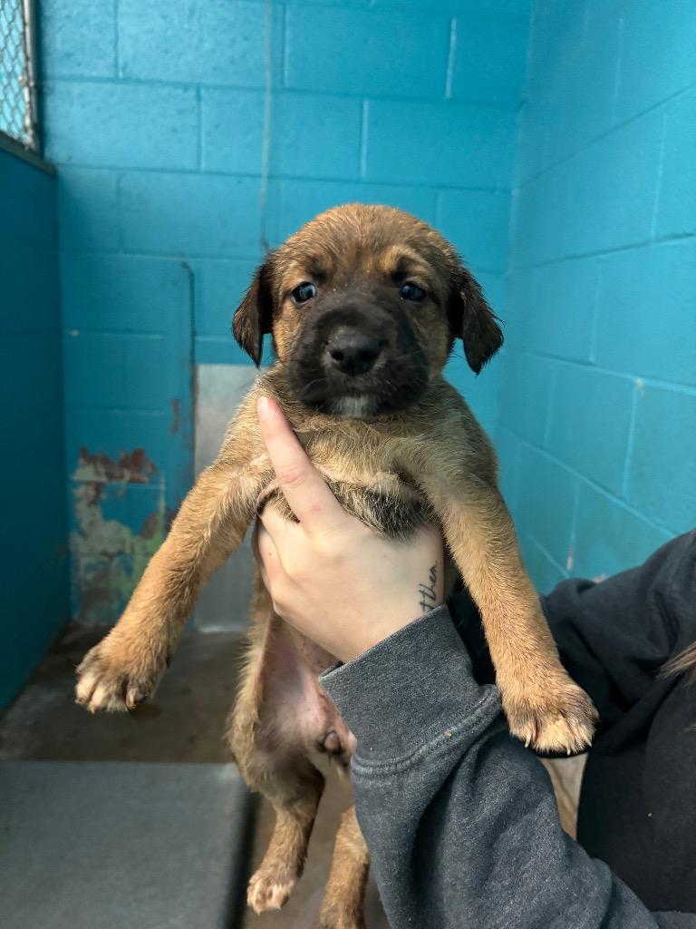 Jasmine, Adoptable, Puppy Female Hound & Australian Shepherd.