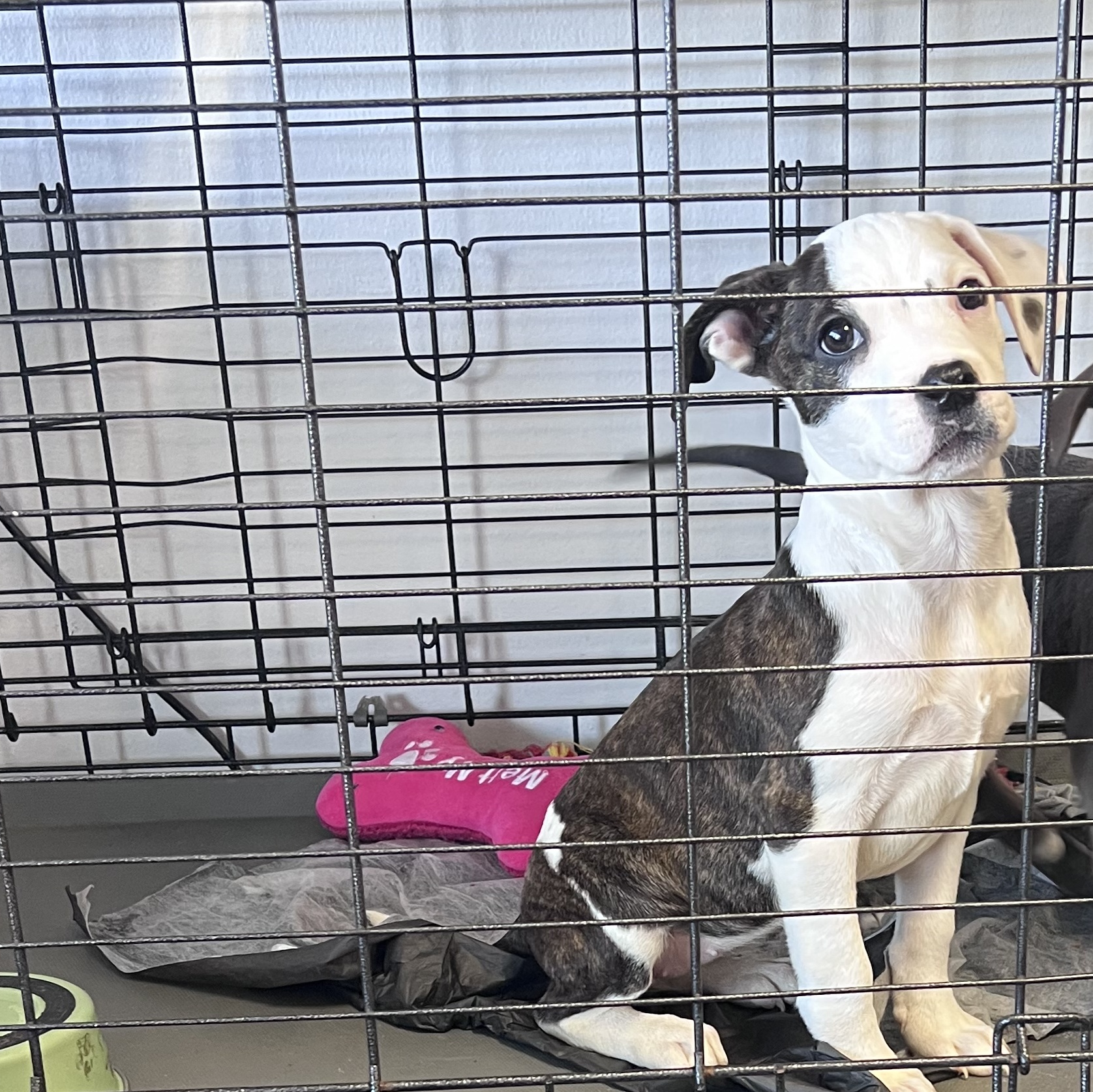 Dog for adoption Opal, a Mixed Breed in Broken Arrow, OK Petfinder