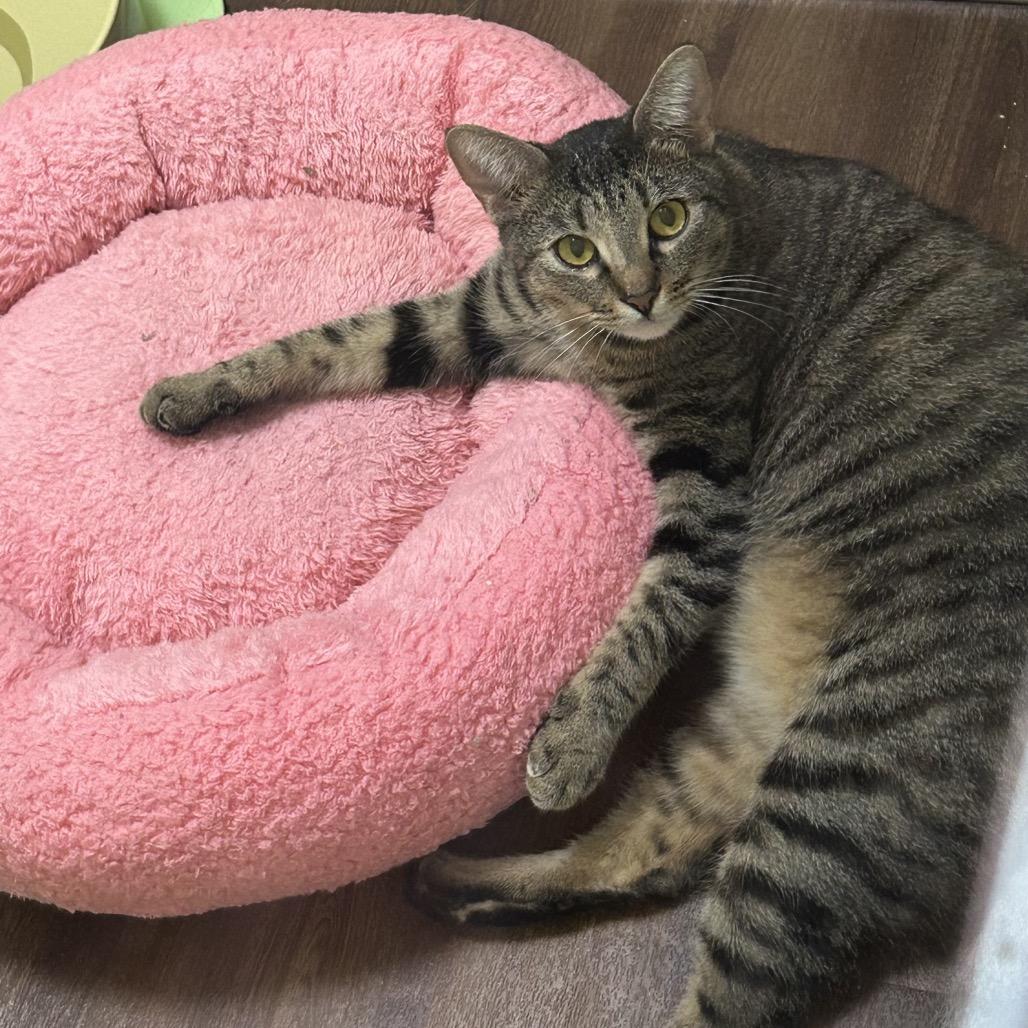 Mamacita Fajita, Adoptable, Adult Female Domestic Short Hair.
