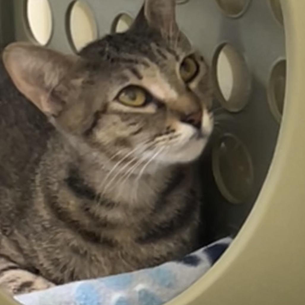 Mamacita Fajita, a Adoptable Domestic Short Hair in Port Richey, FL image 2/6