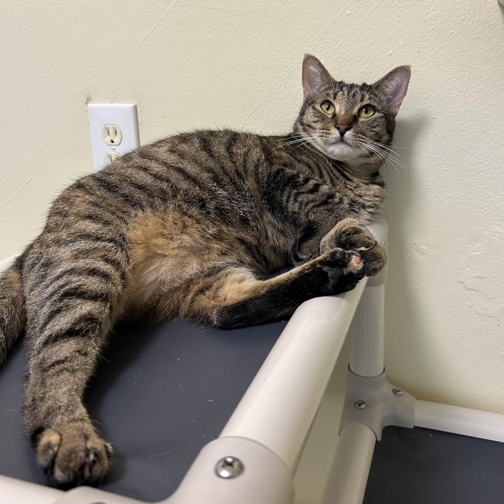 Mamacita Fajita, a Adoptable Domestic Short Hair in Port Richey, FL image 3/6