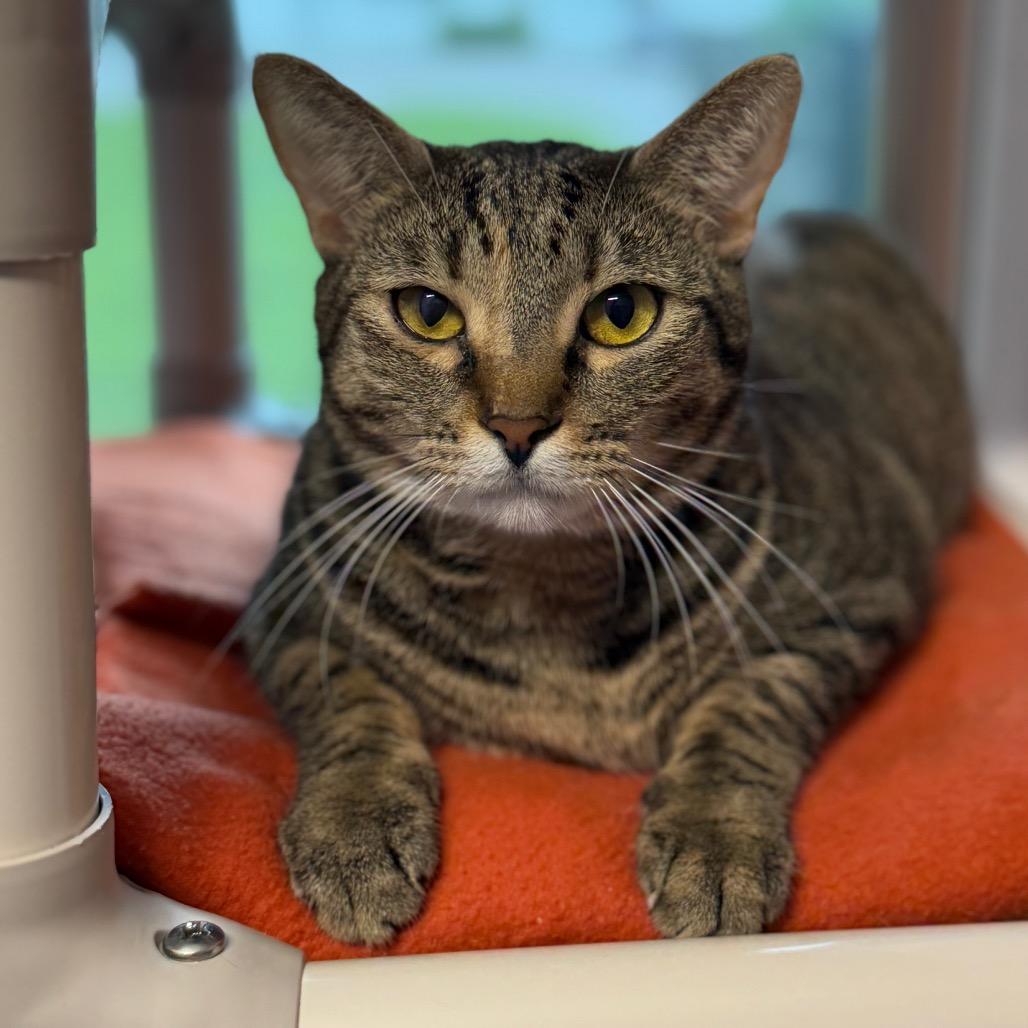 Mamacita Fajita, a Adoptable Domestic Short Hair in Port Richey, FL image 3/6
