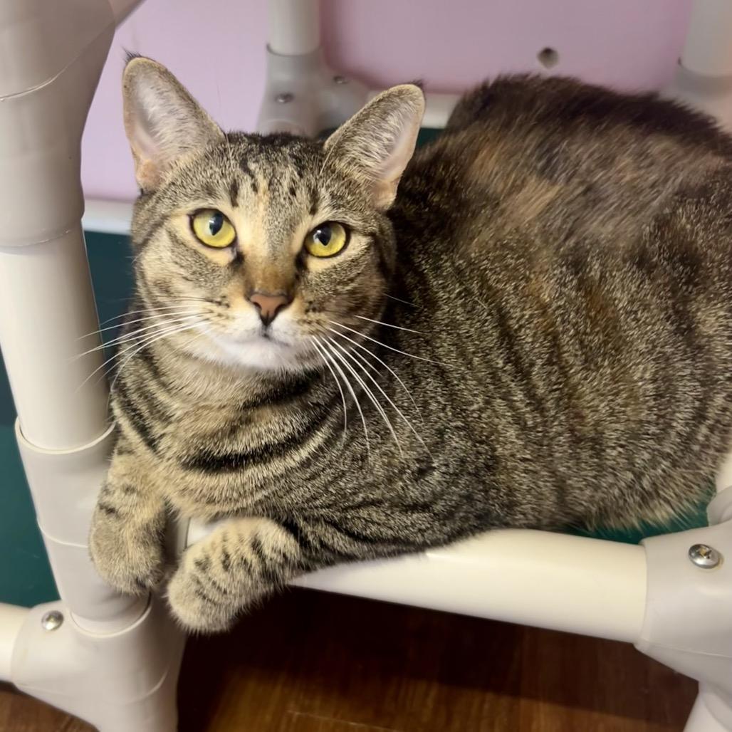 Enlarge Mamacita Fajita, a Adoptable Domestic Short Hair in Port Richey, FL image 3/6