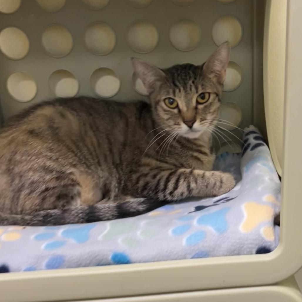 Mamacita Fajita, a Adoptable Domestic Short Hair in Port Richey, FL image 4/6