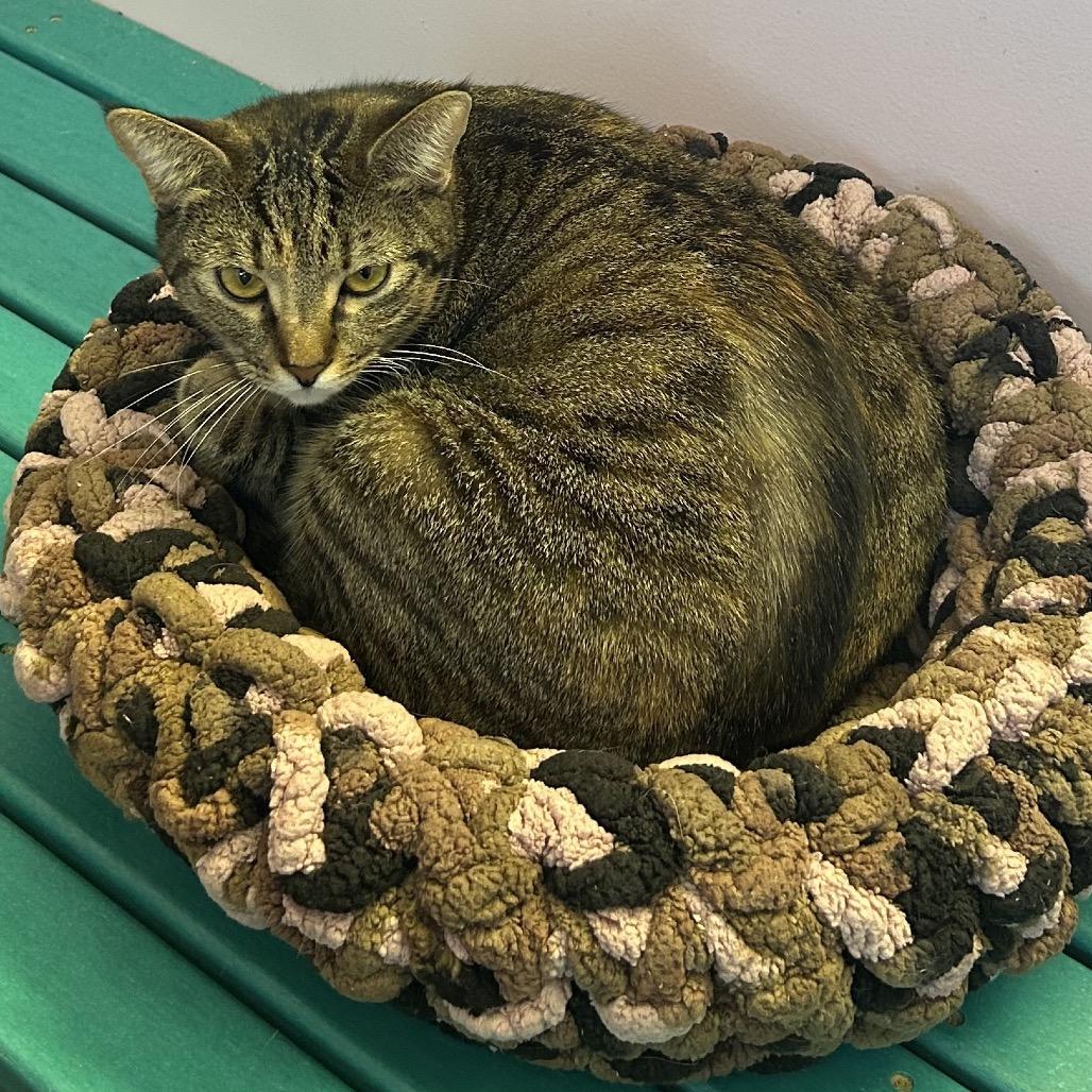 Mamacita Fajita, a Adoptable Domestic Short Hair in Port Richey, FL image 5/6