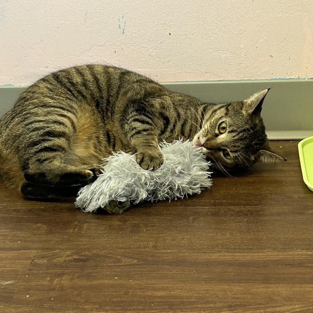 Enlarge Mamacita Fajita, a Adoptable Domestic Short Hair in Port Richey, FL image 6/6